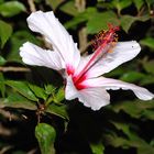 Hibiskus auf Kreta