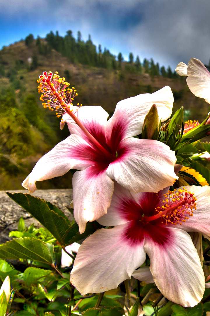 Hibiskus auf La Palma (Freihand HDR)