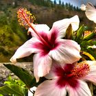 Hibiskus auf La Palma (Freihand HDR)