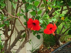 Hibiskus auf Lanzarote