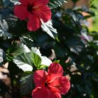 Hibiskus auf Mallorca im halbschatten