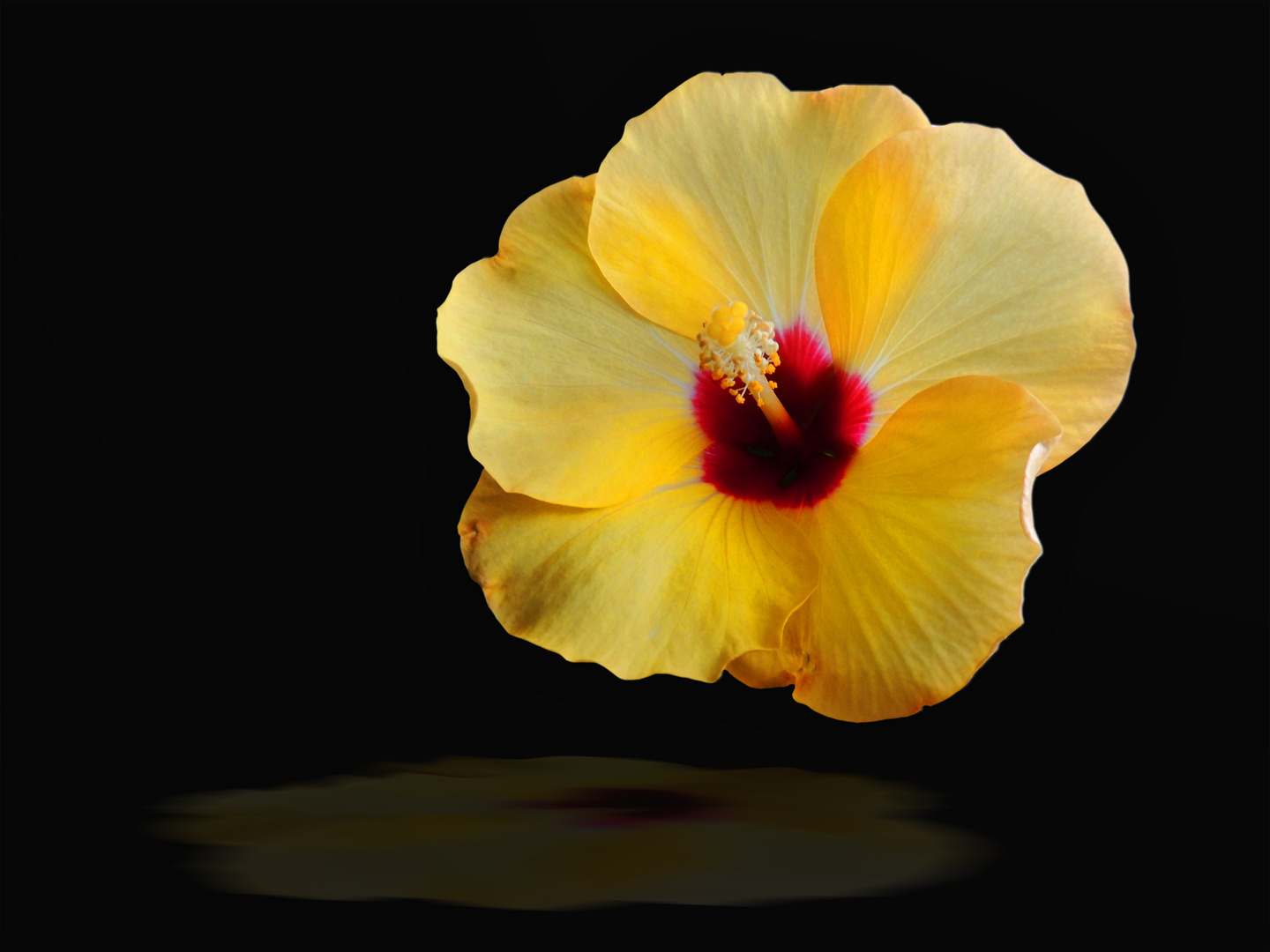 Hibiskus auf Schwarz