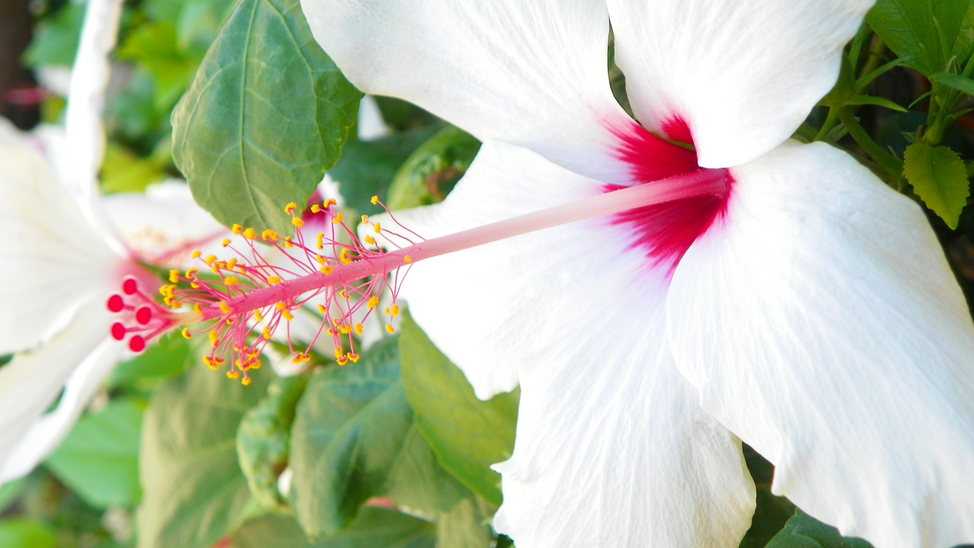 Hibiskus auf Zypern