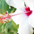 Hibiskus auf Zypern