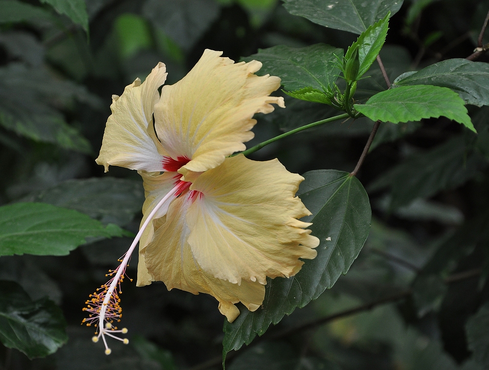 Hibiskus aus dem Gondwanaland im Leipziger Zoo.............