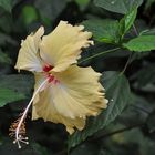 Hibiskus aus dem Gondwanaland im Leipziger Zoo.............