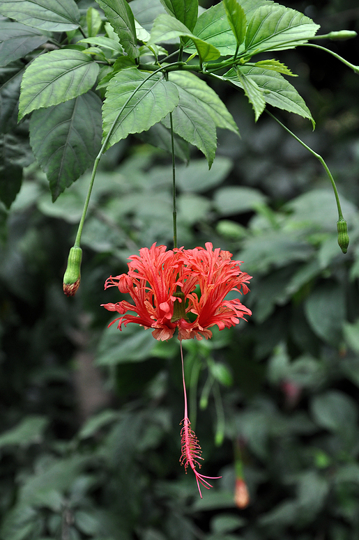 Hibiskus aus dem Gondwanaland im Leipziger Zoo..............