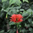 Hibiskus aus dem Gondwanaland im Leipziger Zoo..............