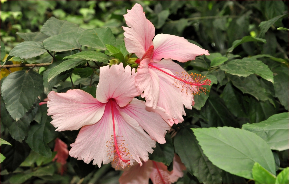 Hibiskus aus dem Gondwanaland im Leipziger Zoo............