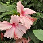 Hibiskus aus dem Gondwanaland im Leipziger Zoo............