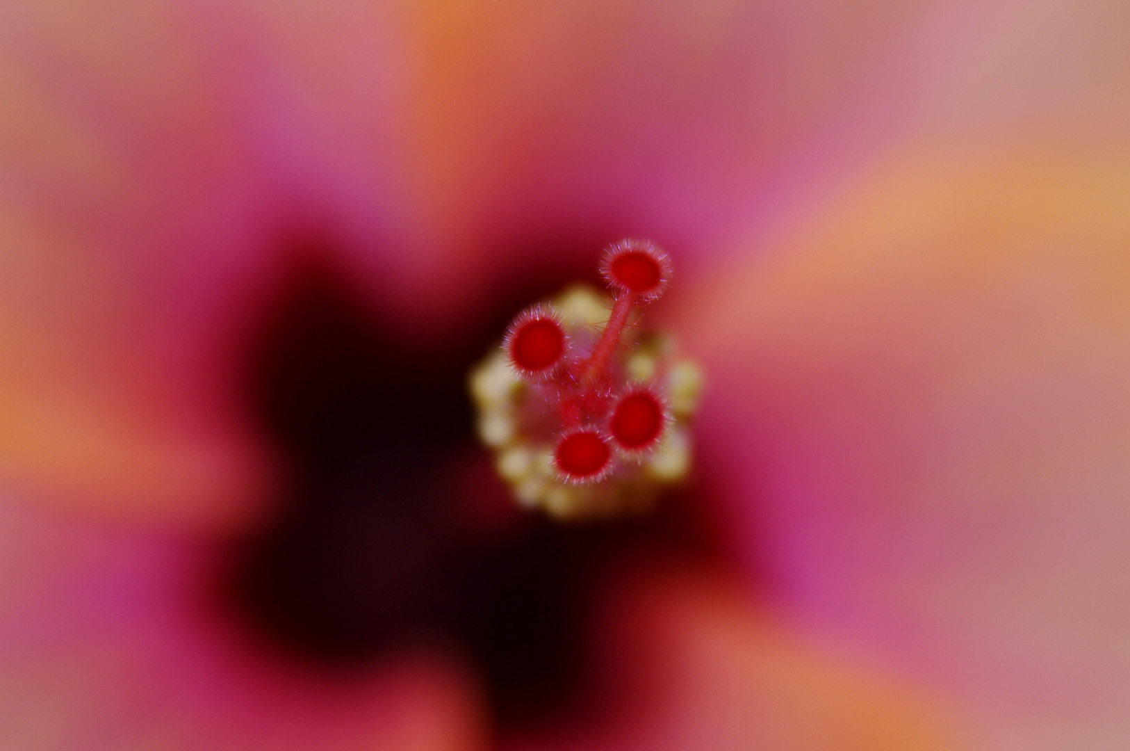 Hibiskus aus der Nähe