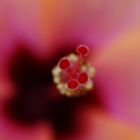 Hibiskus aus der Nähe