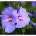   Hibiskus   azules 