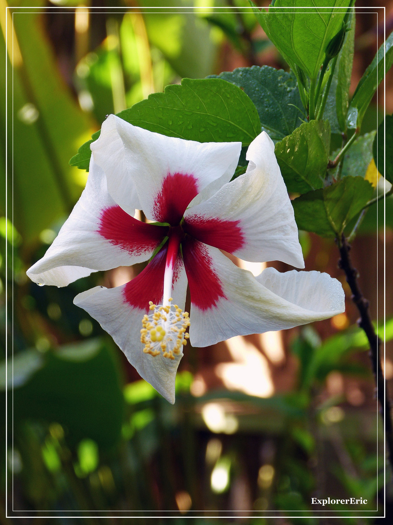 Hibiskus.................