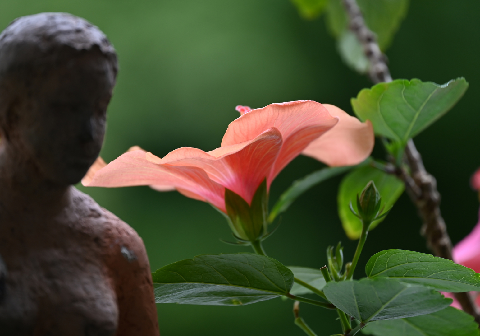 Hibiskus