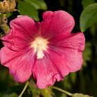 Hibiskus