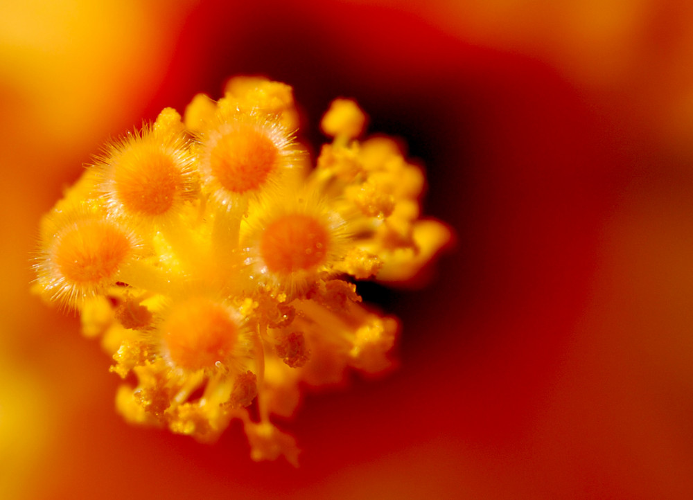 Hibiskus...