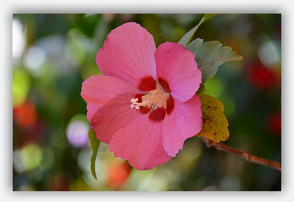 Hibiskus...