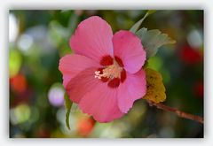 Hibiskus...