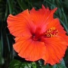 Hibiskus