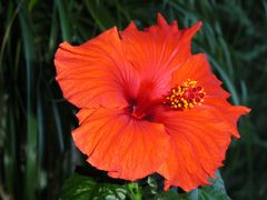 Hibiskus