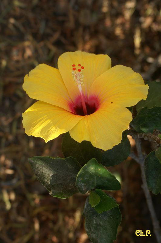 Hibiskus