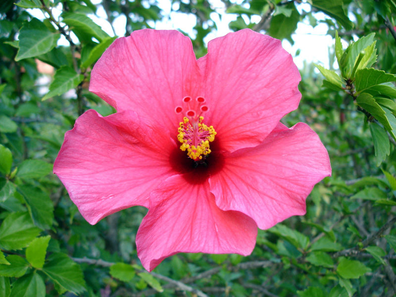 Hibiskus