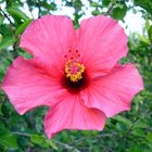 Hibiskus