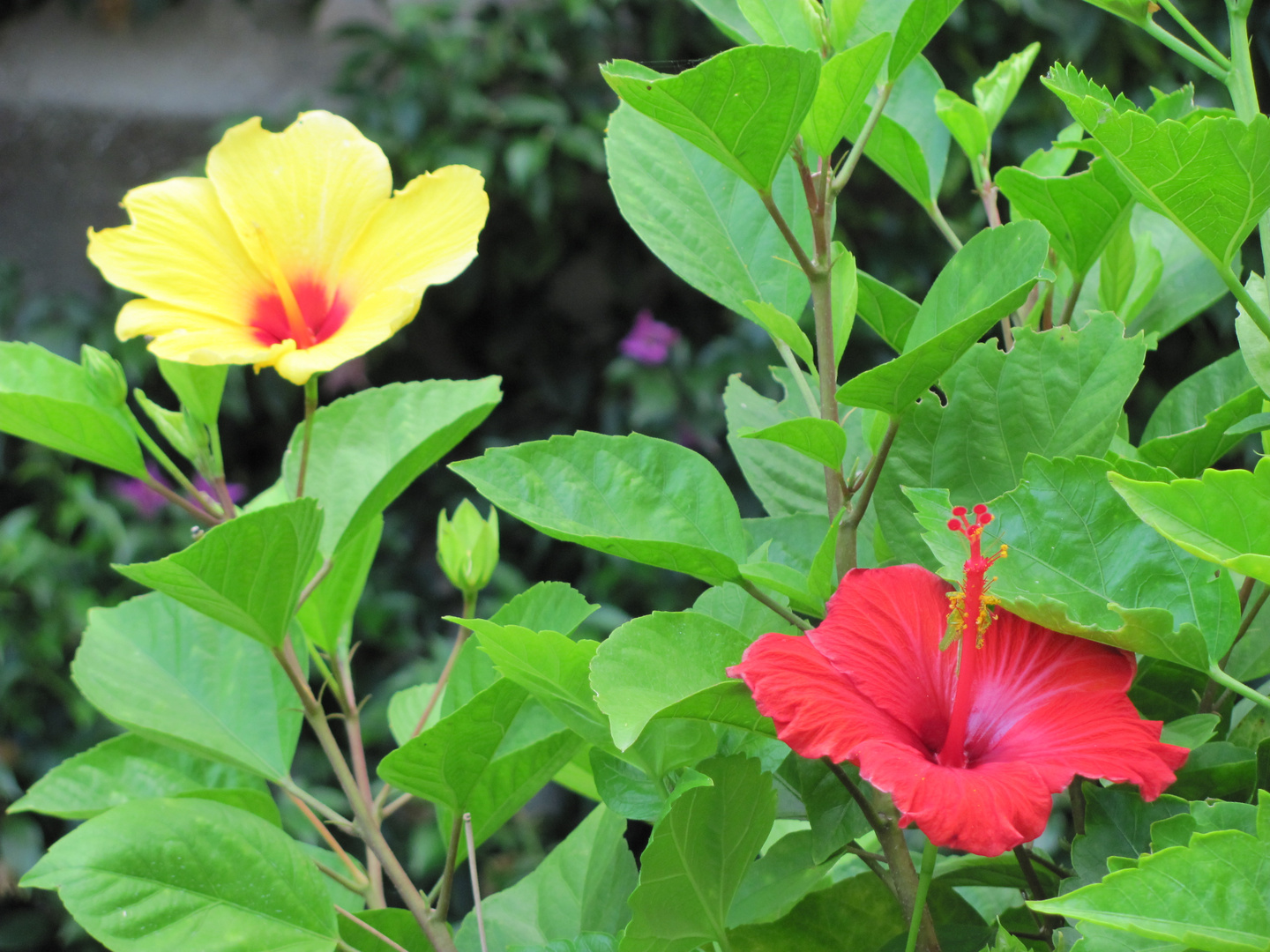 Hibiskus