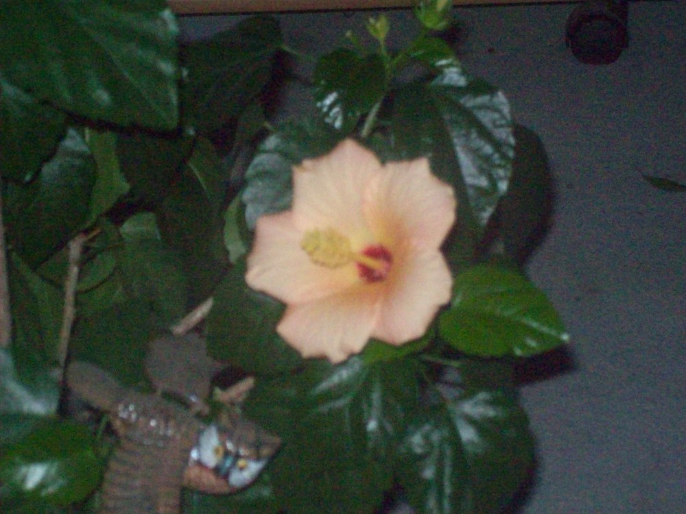 Hibiskus