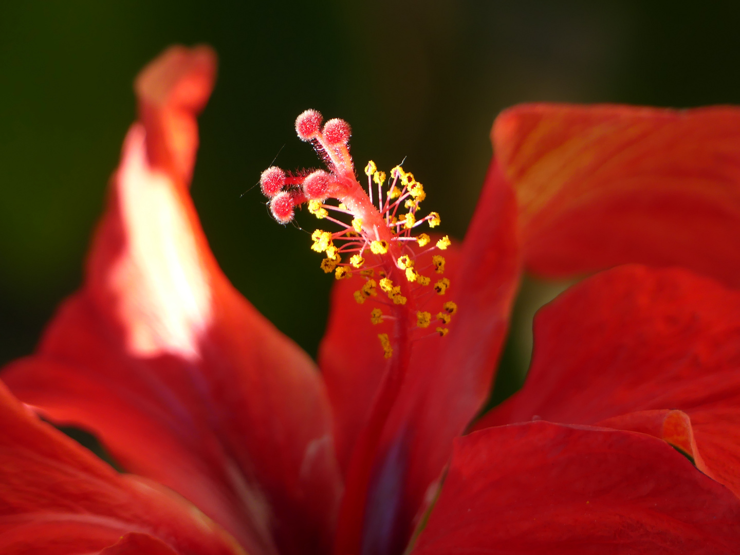 Hibiskus