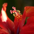 Hibiskus