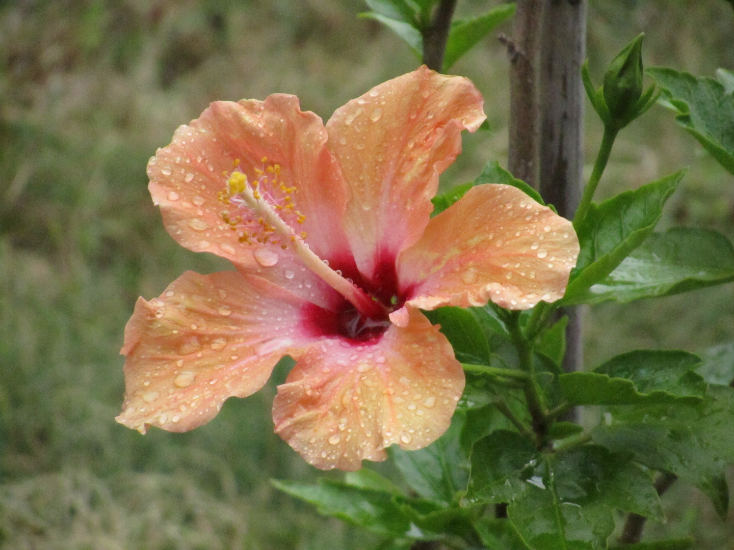 Hibiskus