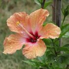 Hibiskus