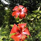 Hibiskus