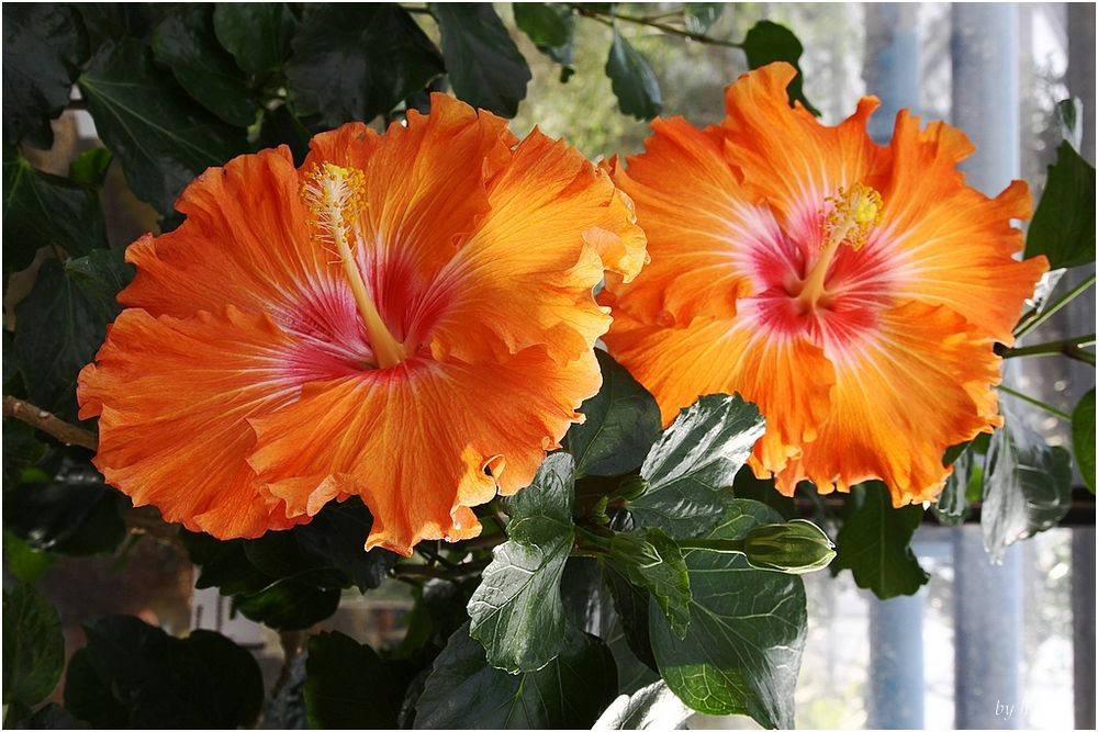 Hibiskus Foto & Bild pflanzen, pilze & flechten, blüten