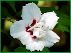 hibiskus