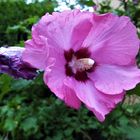 Hibiskus