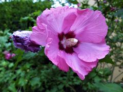 Hibiskus