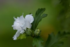 Hibiskus