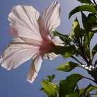 Hibiskus