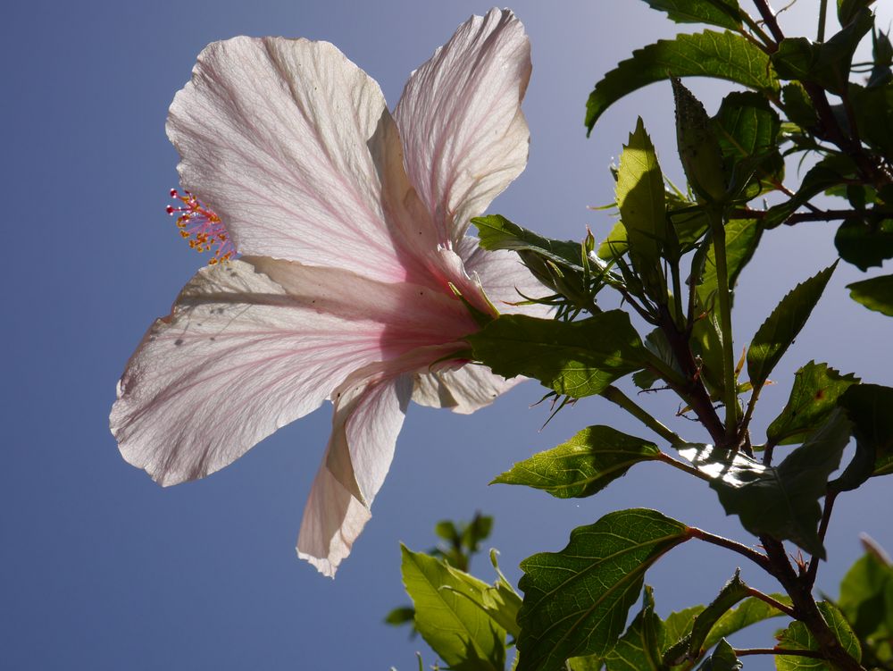 Hibiskus