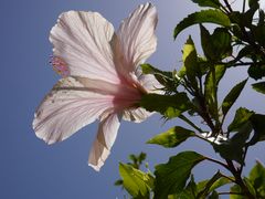 Hibiskus