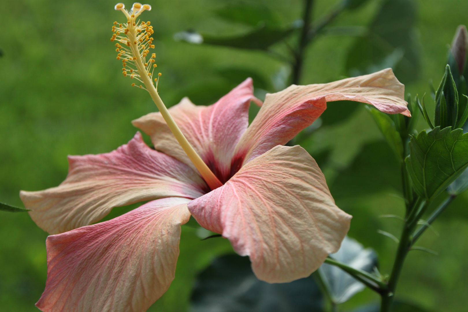 Hibiskus