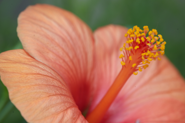 hibiskus