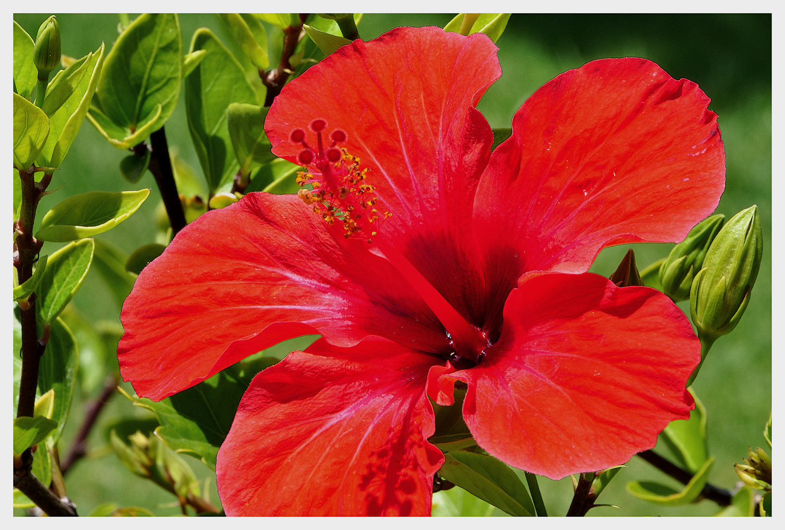 Hibiskus