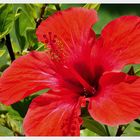 Hibiskus