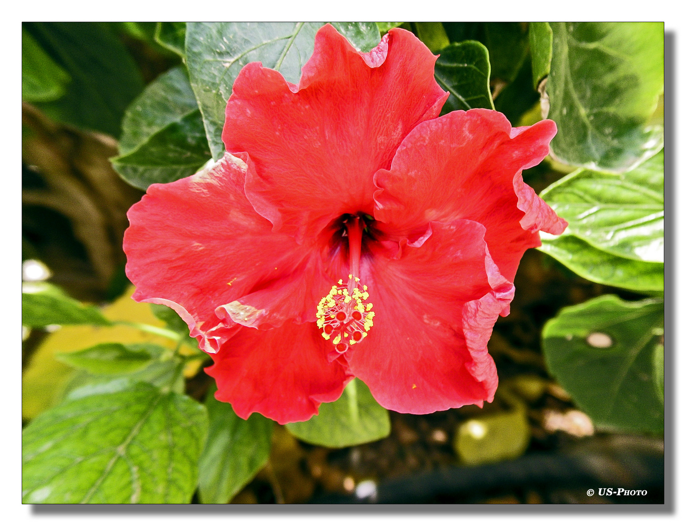 Hibiskus