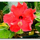 Hibiskus