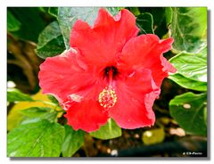 Hibiskus